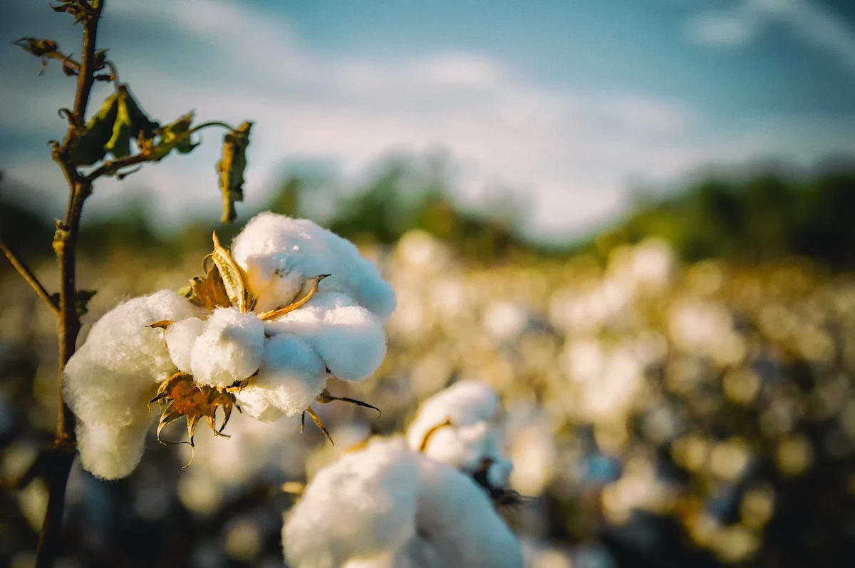 Raw cotton or Gambian agricultural landscape
