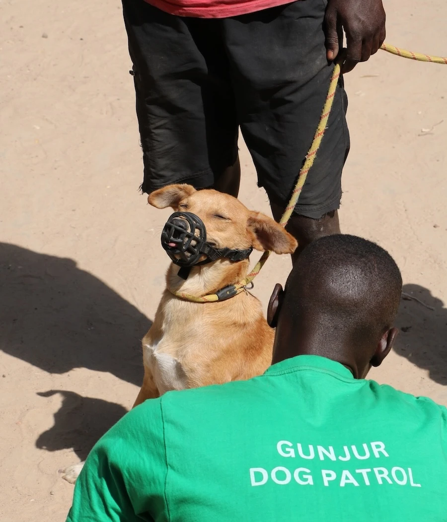 A volunteer in a green Gunjur Dog Patrol shirt gently holding a calm, leashed light-brown dog wearing a black protective basket muzzle on a sunny sand path during a community veterinary safety initiative.